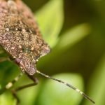 What You Need to Know About Stink Bugs