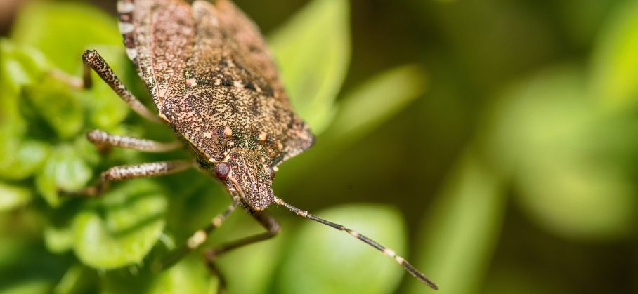 What You Need to Know About Stink Bugs