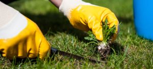 How to Get Rid of the Weeds in the Lawn Without Killing the Grass