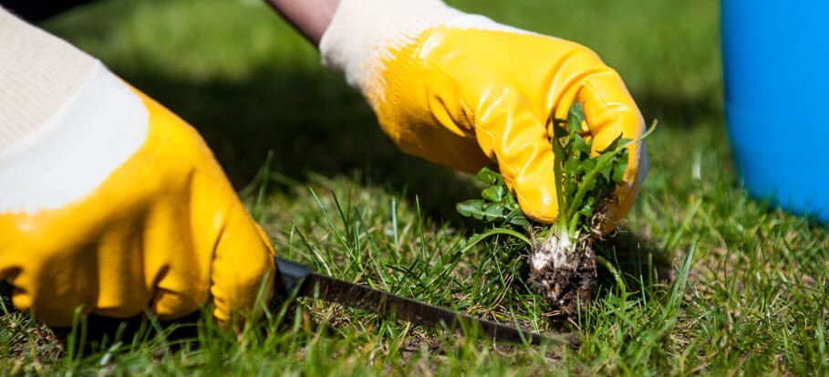 grass very gloves