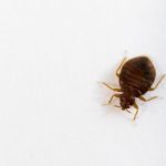 How to Get Rid Of Bed Bugs Naturally