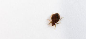 How to Get Rid Of Bed Bugs Naturally