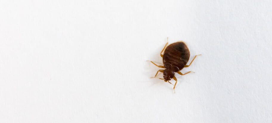 Bed Bug Service