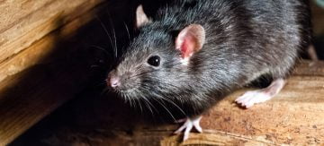 How to Get Rid of Rats in The Roof Without Poison