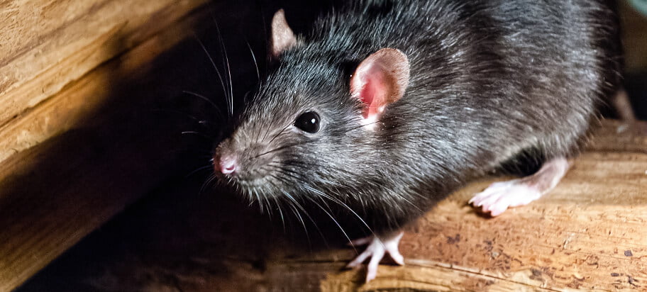 How long can a rat live in your house