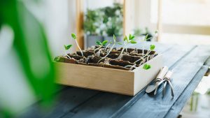 How to Grow Vegetables and Herbs Indoors