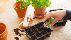 How to grow vegetables indoors