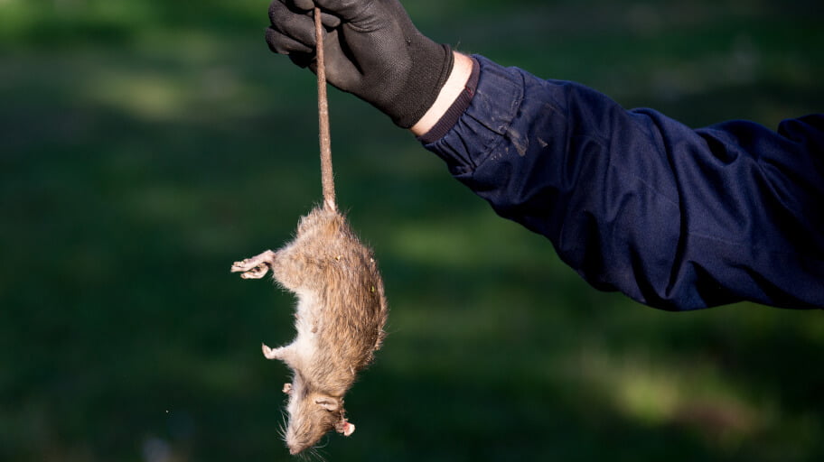 How to get rid of dead rat smell