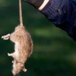 How to Get Rid of Dead Rat Smell - Featured Image