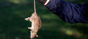 How to Get Rid of Dead Rat Smell | Fantastic Pest Control Tips