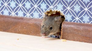 Natural ways to get rid of mice