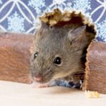 Natural Ways to Get Rid of Mice - Featured Image