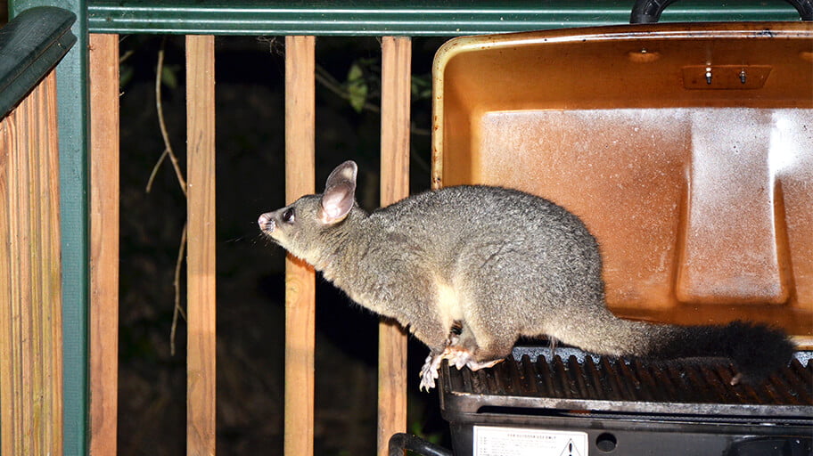 Opossum Trap/Catch - Homemade - DIY - The Best 