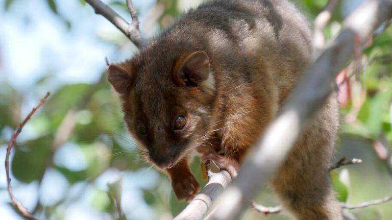 What Is Eating Your Seedlings? | Gardening Tips by Fantastic