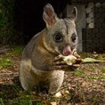 How to Make a Possum Repellent What Smells Possums Hate - Featured Image