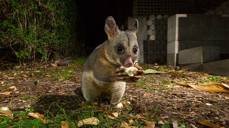 How to Make Possum Repellent? What Smell Possums Hate | FS Australia