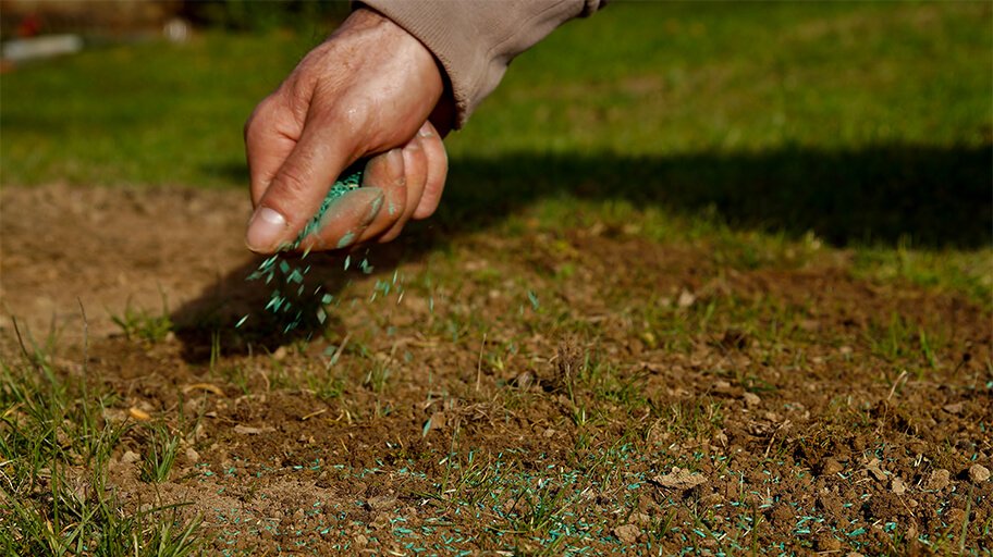 Overseeding a Lawn: How and When to Repair Your Lawn