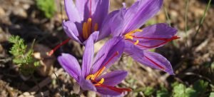 Autumn crocus (Crocus sativus)