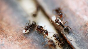 Black House Ants - How to Get Rid of Them