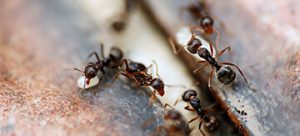 Black House Ants - How to Get Rid of Them - Featured Image