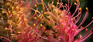 Grevillea pink surprise (Grevillea whiteana & Grevillea banksii)