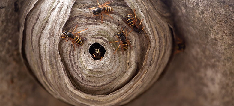 How to identify a wasp nest