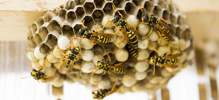 How to Identify and Get Rid of Wasp Nests | Australian Pest Control