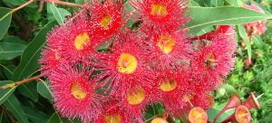Red flowering gum (Corymbia ficifolia)