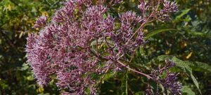 Sweet joe-pye-weed (Eutrochium purpureum)