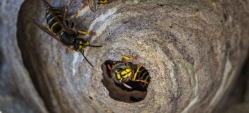 The Fantastic Guide to Wasp Nests