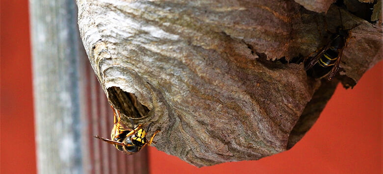 How NOT to get rid of a wasp nest