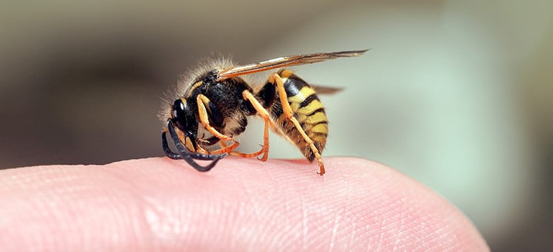 Wasp stings and useful prevention information