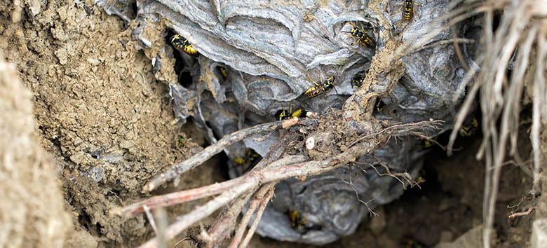 Where do wasps build their nests?