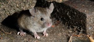 Proven Ways to Get Rid of Rats & Mice - Featured Image