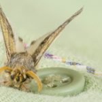 Effective Ways to Get Rid of Moths - Featured Image