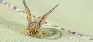 Effective Ways to Get Rid of Moths - Featured Image