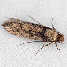Clothes Moth - Common Household Bug