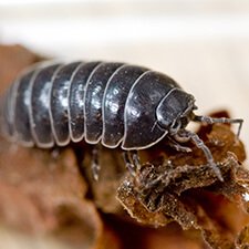 Slater - Common Household Bug