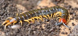 Australian centipede