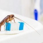 Common Bathroom Pests and How to Get Rid of Them - Featured Image