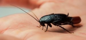 Cockroach - Bathroom Pest