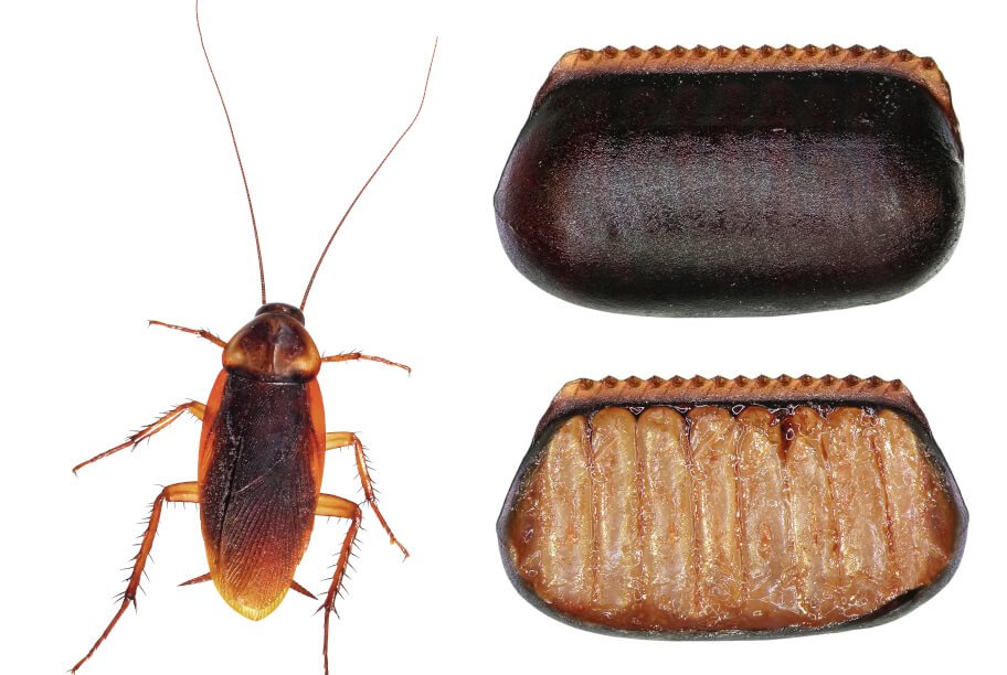Cockroach eggs (Ootheca)