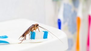 Common Bathroom Pests and How to Get Rid of Them