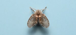 Drain fly - Bathroom Pest