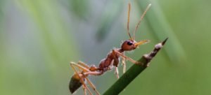 How to Safely Get Rid of Bull Ants - Featured Image