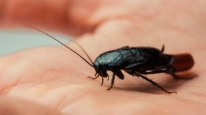 How to Kill Cockroach Eggs at Home