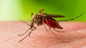 Mosquito Plague in Australia - Dangers & Protective Measures