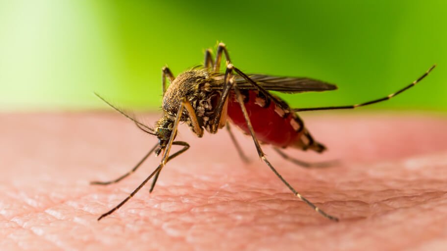 Mosquito plague in Australia