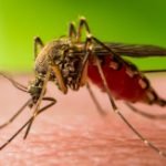 Mosquito Plague in Australia - Featured Image