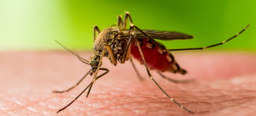 Mosquito Plague in Australia - Featured Image